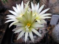 Thumbnail of 1554_Turbinicarpus krainzianus v. minimus_20110529(1).jpg